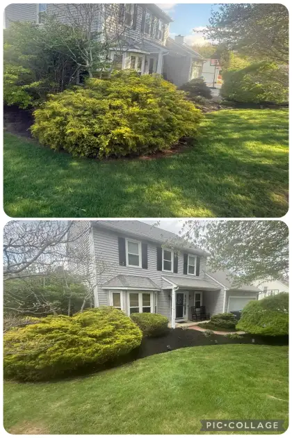 Freshly trimmed hedge line with clean landscaping detail